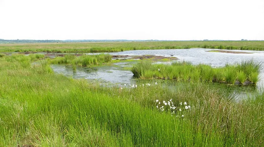 Wiedervernässtes Moor mit Wollgras und offenen Wasserflächen