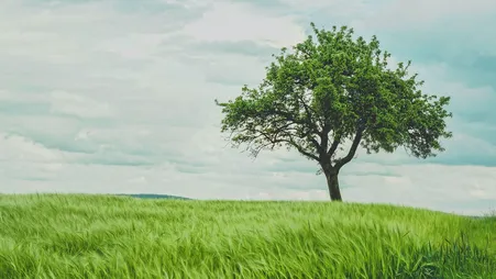 Einzelner Baum steht auf einer weiten grünen Wiese