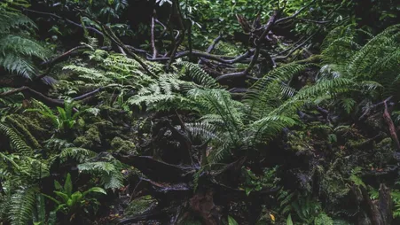 Farnwedel und Wurzeln auf moosbewachsenem, dunklem Waldboden im dichten Unterholz