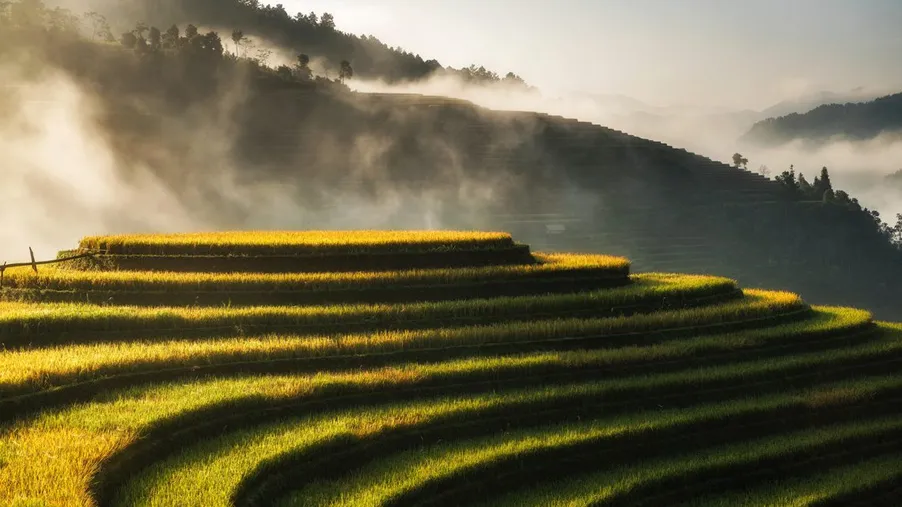 Terrassenfelder ziehen sich in Stufen einen Berghang hinauf, darüber Nebel